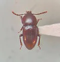 Catopocerus hamiltoni