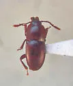Catopocerus hamiltoni - photo 2