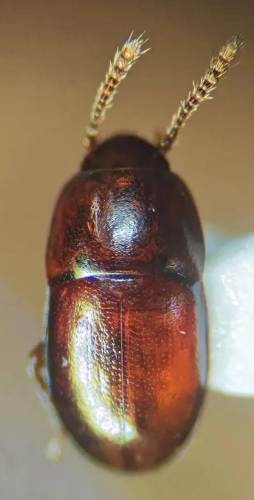Catopocerus politus - photo 2