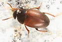 Catops americanus