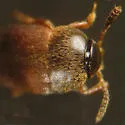 Catops americanus - photo 2