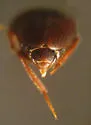 Catops americanus - photo 3