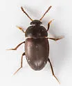 Catops americanus - photo 4