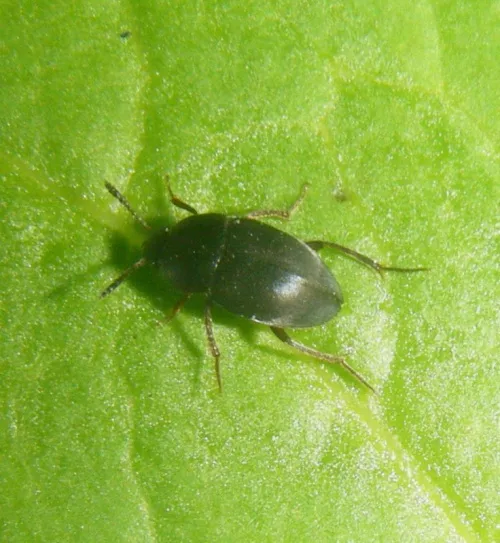 Catops grandicollis