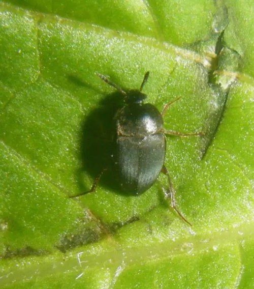 Catops grandicollis - photo 2