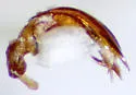 Catops gratiosus - photo 3