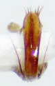 Catops gratiosus - photo 4
