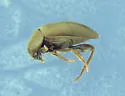 Catops paramericanus - photo 2