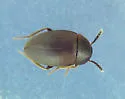 Catops paramericanus - photo 3