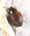 Catops simplex - photo 2