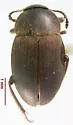 Catops simplex - photo 4