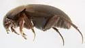 Catops simplex - photo 5