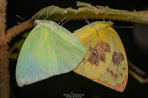 Lemon Migrant - photo 4