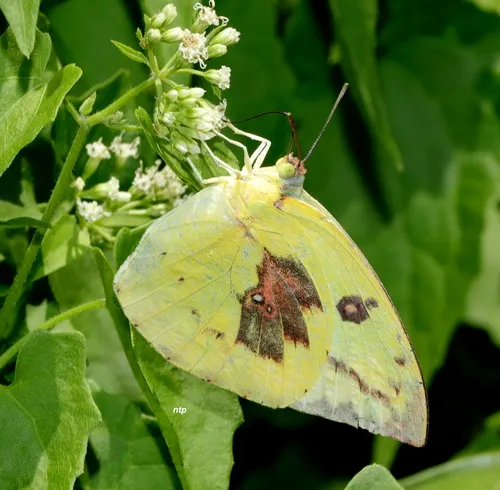 Lemon Migrant - photo 5