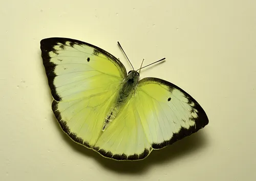 Lemon Migrant - photo 6
