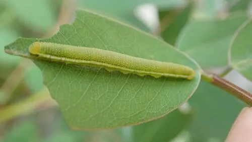 Lemon Migrant - photo 7