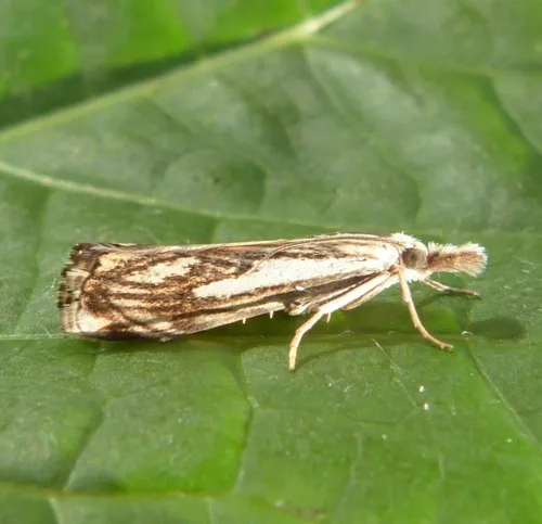 Catoptria falsella - Catoptria falsella