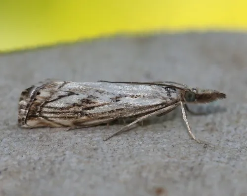 Catoptria falsella - photo 2