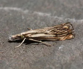 Catoptria falsella - photo 3