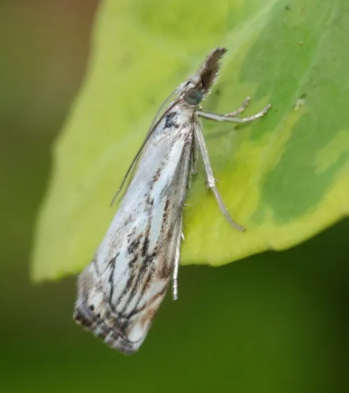 Catoptria falsella - photo 4