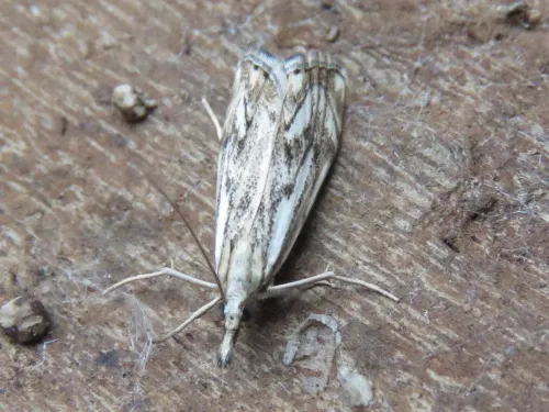 Catoptria falsella - photo 5