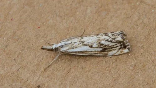 Catoptria falsella - photo 6