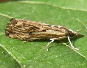 Catoptria falsella - photo 7