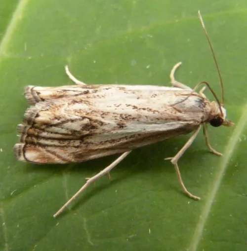 Catoptria falsella - photo 8