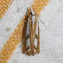 Two-banded Catoptria - Hodges#5408