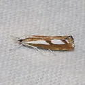 Two-banded Catoptria - Hodges#5408 - photo 2