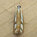 Two-banded Catoptria - Hodges#5408 - photo 4