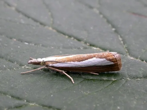 Catoptria margaritella