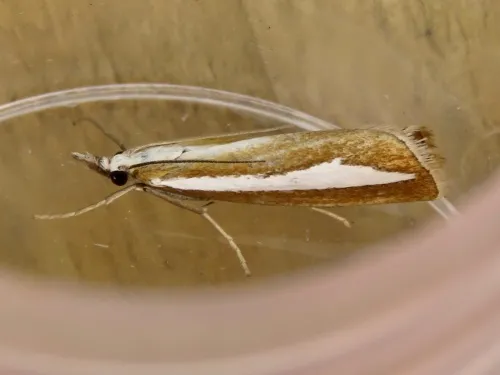 Catoptria margaritella - photo 2