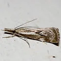 Western Catoptria - Hodges#5409