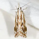 Western Catoptria - Hodges#5409 - photo 2