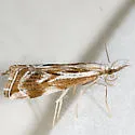 Western Catoptria - Hodges#5409 - photo 3