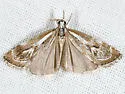 Western Catoptria - Hodges#5409 - photo 4