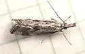 Western Catoptria - Hodges#5409 - photo 5