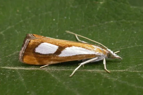 Catoptria pinella