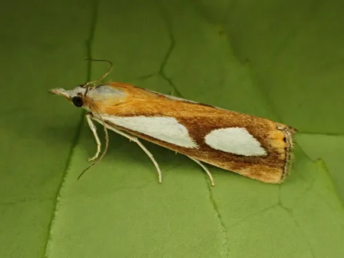 Catoptria pinella - photo 2
