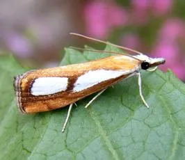 Catoptria pinella - photo 3
