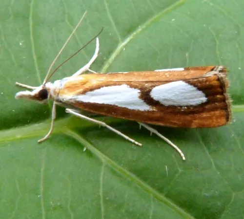 Catoptria pinella - photo 4