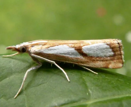 Catoptria pinella - photo 5