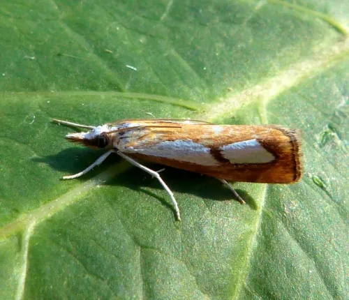 Catoptria pinella - photo 6