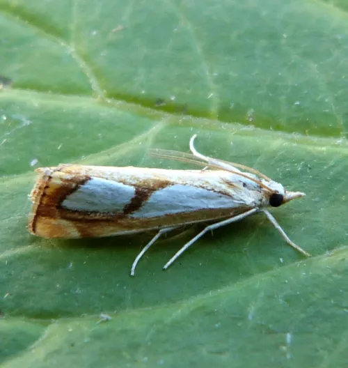 Catoptria pinella - photo 7