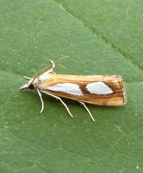 Catoptria pinella - photo 8