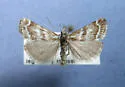 Catoptria trichostomus - Hodges#5406 - photo 2