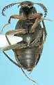 Catoptrichus frankenhauseri