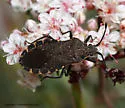 Catorhintha apicalis