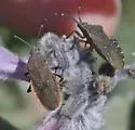 Catorhintha apicalis - photo 2
